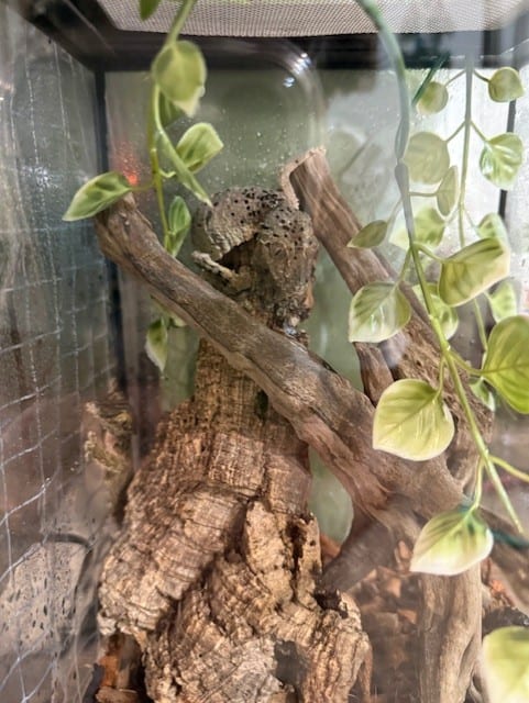 さあ、2匹かくれています