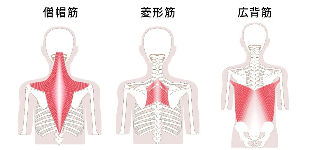 背中の筋肉（僧帽筋・菱形筋・広背筋）の説明図