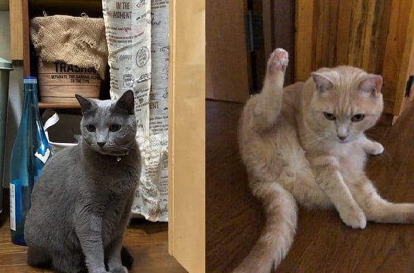 テト＆フィオ